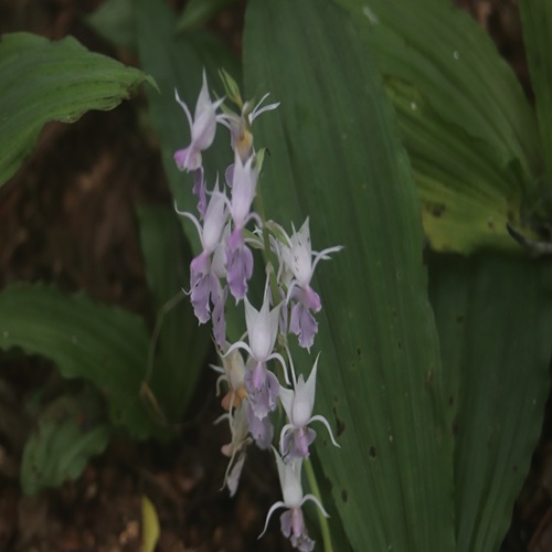 ナツエビネの花