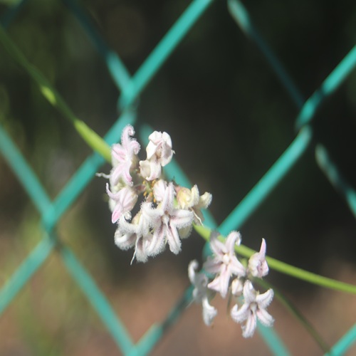ガガイモの花