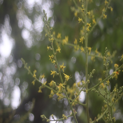 オオモクゲンジの花