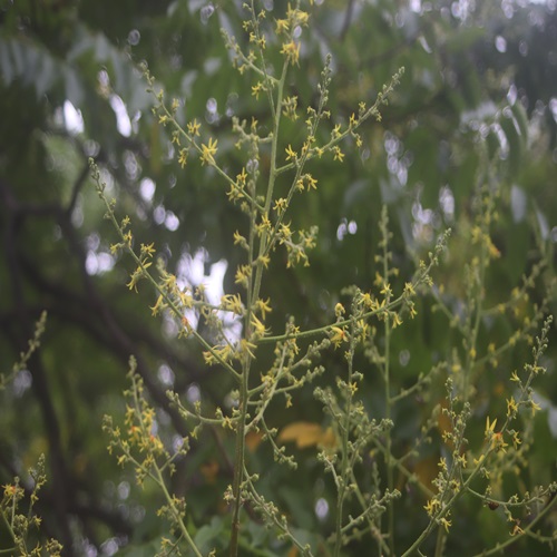 オオモクゲンジの花