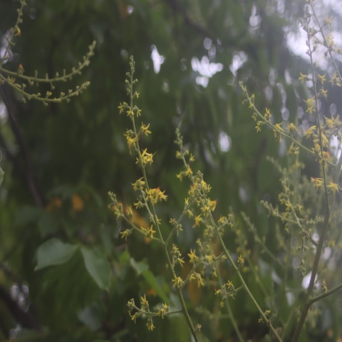 オオモクゲンジの花