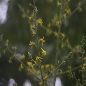 オオモクゲンジの花
