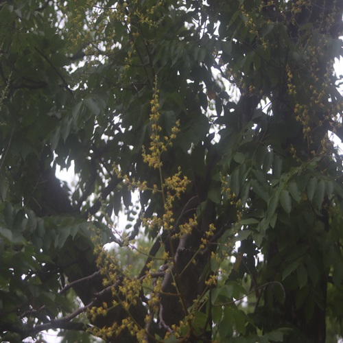 オオモクゲンジの花
