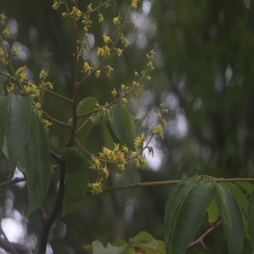 オオモクゲンジの花