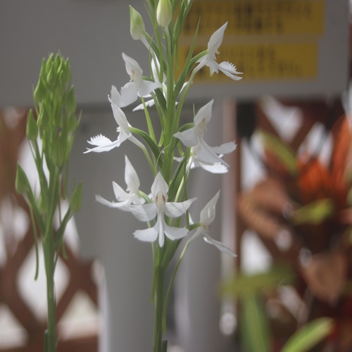ダイサギソウの花