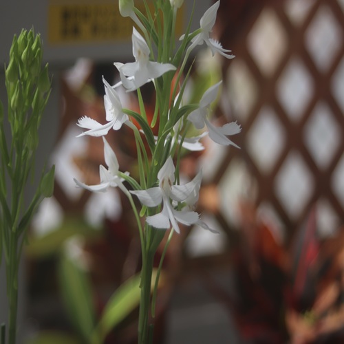 ダイサギソウの花