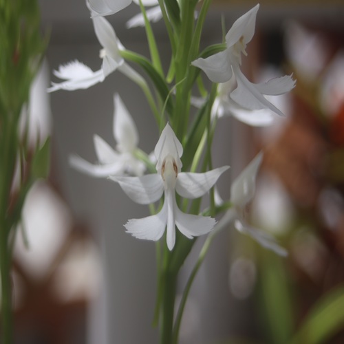 ダイサギソウの花