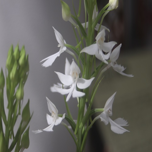 ダイサギソウの花