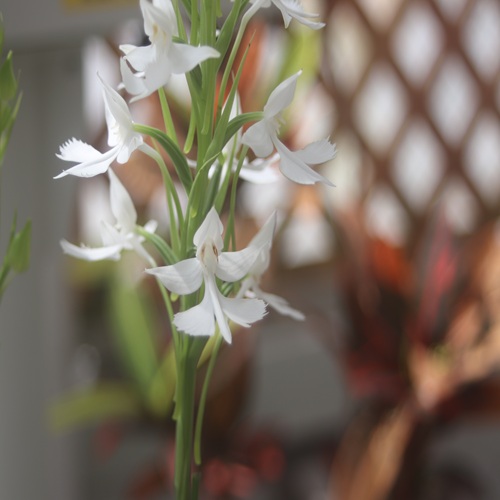 ダイサギソウの花
