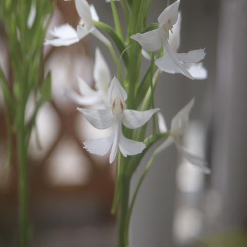ダイサギソウの花