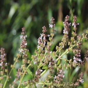 ミゾコウジュの花