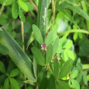 ヤハズソウの花