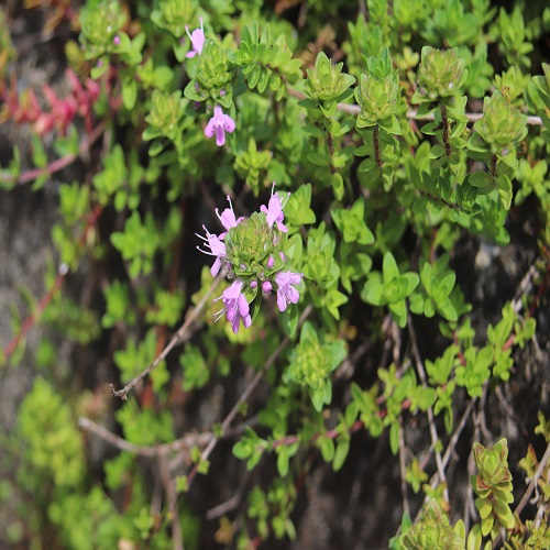 イブキジャコウソウの花
