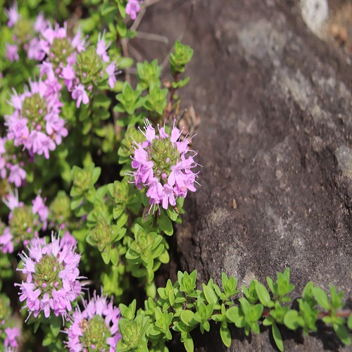 イブキジャコウソウの花