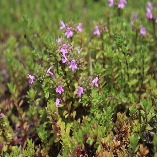 イブキジャコウソウの花