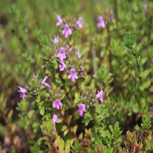 イブキジャコウソウの花
