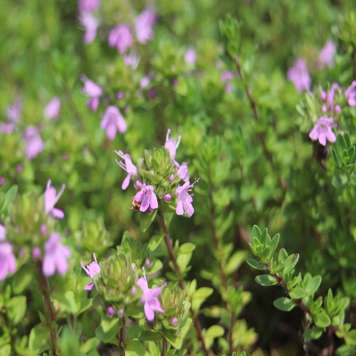 イブキジャコウソウ