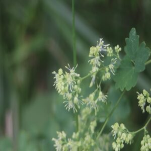 アキカラマツの花