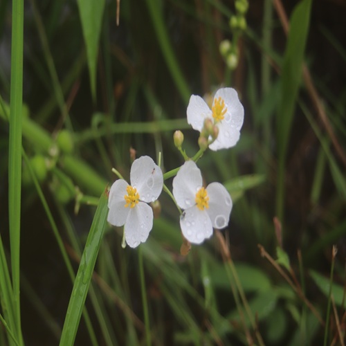 オモダカの花