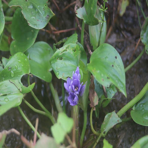 コナギの花