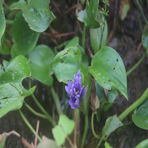 コナギの花