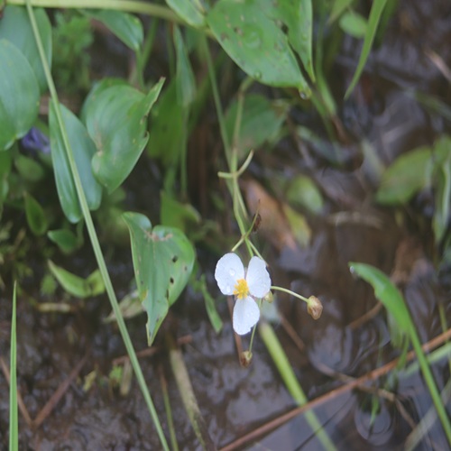 オモダカの花