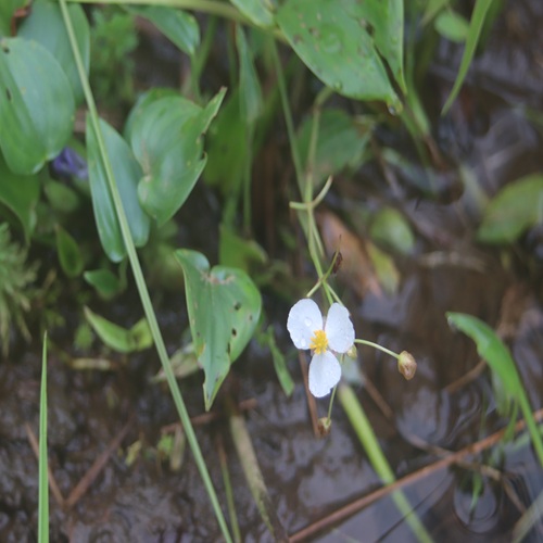 オモダカの花