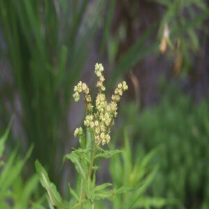 タコノアシの花