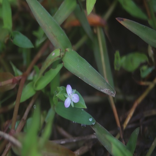 イボクサの花
