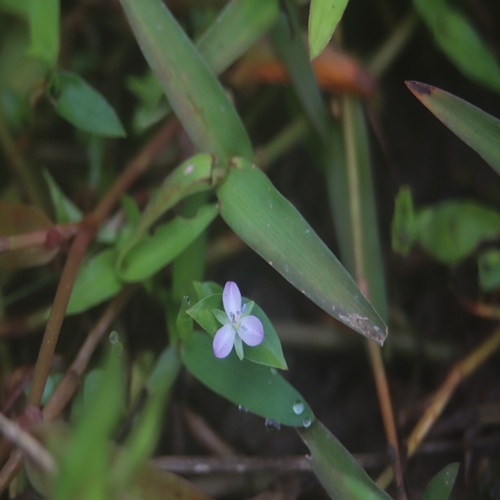 イボクサの花
