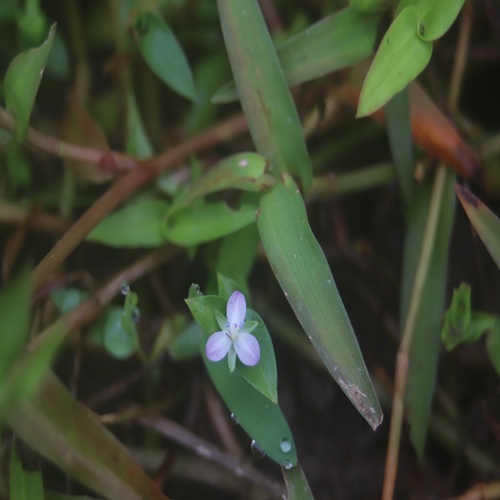 イボクサの花