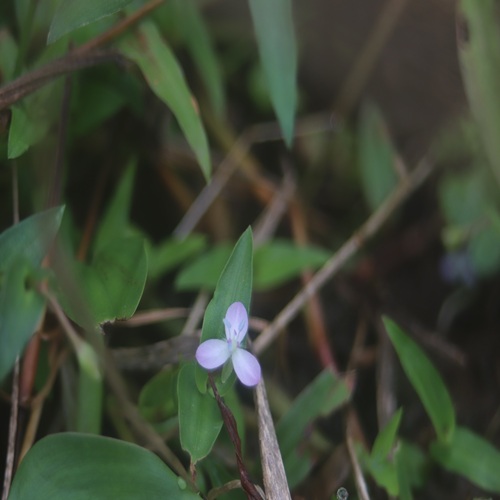 イボクサの花