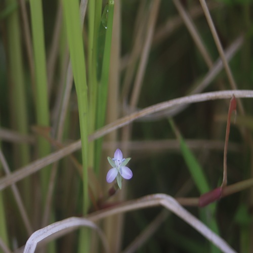 イボクサの花