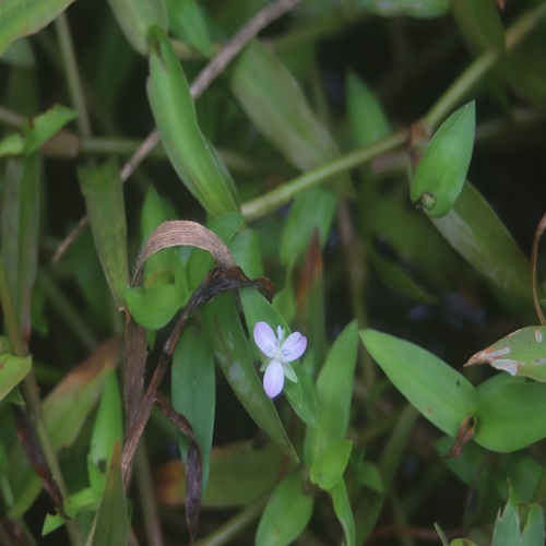 イボクサの花