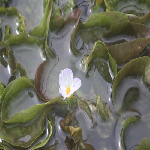 ミズオオバコの花