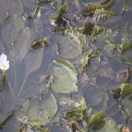 ミズオオバコの葉