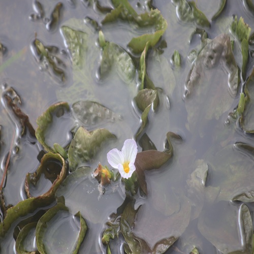 ミズオオバコの花