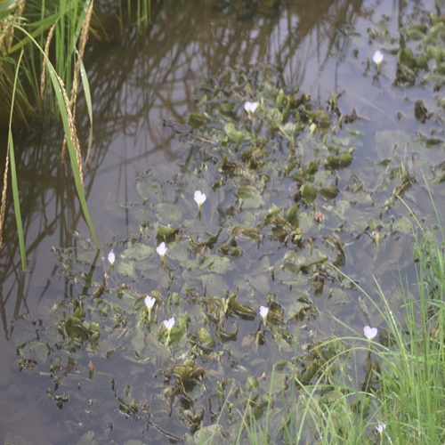 ミズオオバコの群落