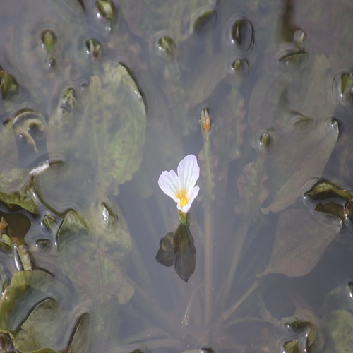 ミズオオバコの花