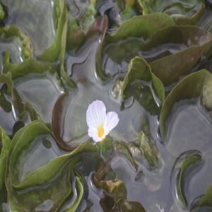 ミズオオバコの花