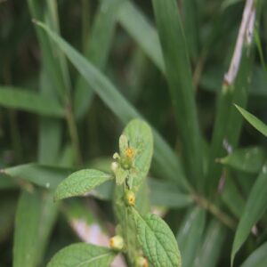 ヤブタバコの花