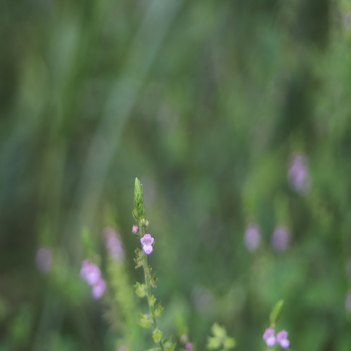 イヌコウジュの花