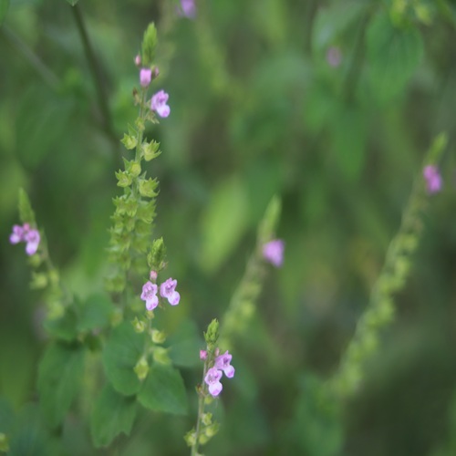 イヌコウジュの花