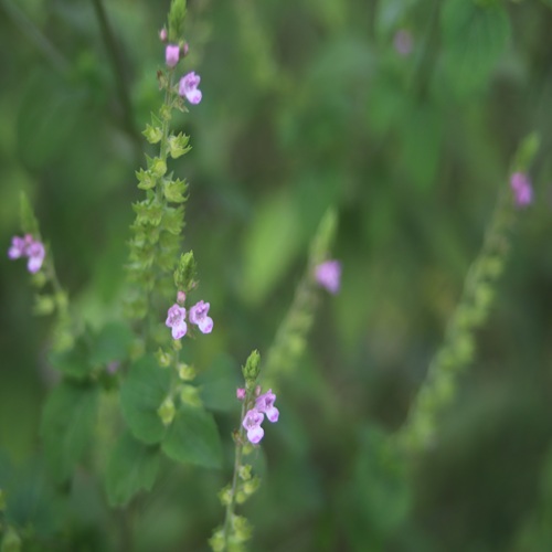 イヌコウジュの花