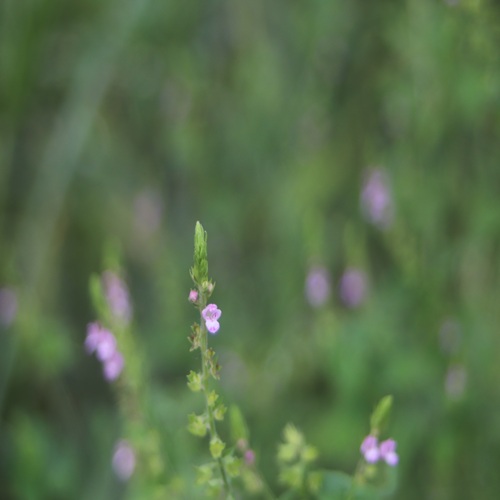 イヌコウジュの花