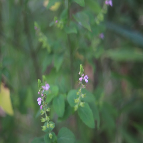 イヌコウジュの花