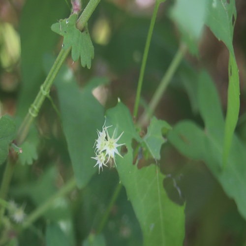 ゴキヅルの花