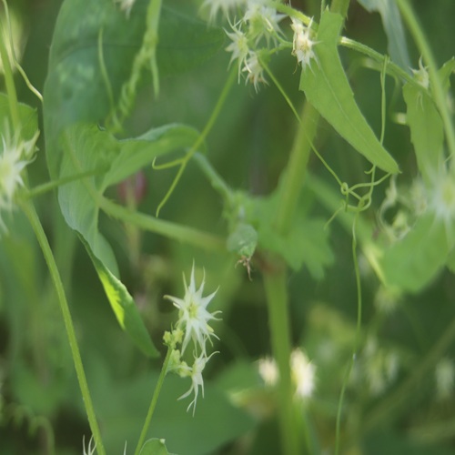 ゴキヅルの花