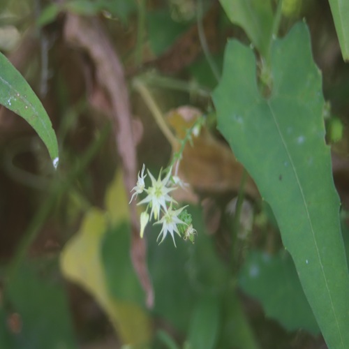 ゴキヅルの花