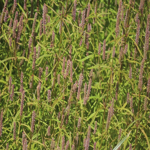 ミズネコノオの花の群落